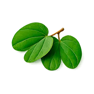 Diacap — Extracto de hoja de pata de vaca